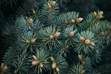Young Shoots On Branches Blue Pine.Blue Spruce Background.