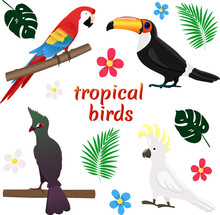 Vector Set With Tropical Birds And Leaves