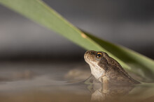 Young European Grass Frog Sitting In Shallow Water, Rana Temporaria