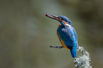 Aufkleber - A male kingfisher is perched on a lichen covered branch having just caught a fish. It has turned the fish in its beak tail first so when he feeds his mate, he passes to her head first