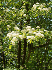 Canvas Print - Cornus controversa  - Cornouiller discuté ou cornouiller des pagodes, arbre aux fleurs blanc-crème en ombelles aplaties sur des rameaux horizontaux marron-cannelle, feuillage vert foncé