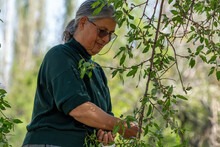 Selective focus shot of elderly woman in glasses happily picking almonds with bag in hand.