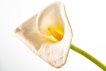 Single White Calla Flower On A Stem On White Studio Background. Bud Of Tender Zantedeschia With Curled Petal And Yellow Stamen Close Up. Floral Background For Holiday, Congratulations, Birthday.