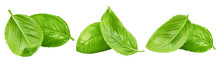 Basil, Isolated On White Background, Clipping Path, Full Depth Of Field
