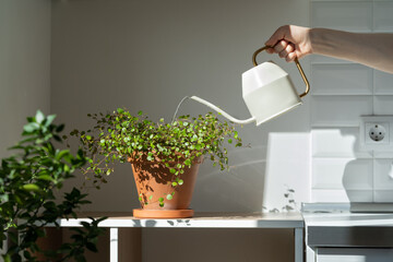 Woman watering potted Muehlenbeckia houseplant on the table at home, using white metal watering can, taking care. Hobby, indoor gardening, plant lovers.