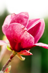 Wall Mural - magnolia flower in the garden on a ruffled background. High quality photo