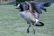 Canadian geese swimming in pond and flapping wings.