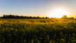 rapeseed field in golden hour, sunset