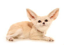 Fennec Fox Laying Isolated On A White Background