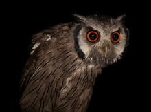 Southern White Faced Owl Isolated On A Black Background