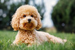 Apricot puppy, small poodle dog posing in front of camera. Laying on the grass background, resting, small dog cute pose.