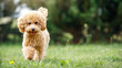 Cute puppy running playfully on green lawn in the park. Happy poodle runs straight towards us. Summer bright green meadow, blurred nature background, wide photo, can be used as a greeting card.