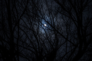 Wall Mural - the full moon in cloudy sky seen through branches of trees at night