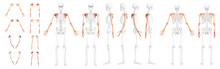 Set Of Skeleton Upper Limb Arms With Shoulder Girdle Human Front Back Side View With Partly Transparent Bones Position. Hands, Clavicle, Scapula, Forearms Realistic Flat Vector Illustration Of Anatomy