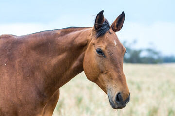 Sticker - portrait of a horse