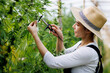 Asian woman Scientist observing CBD hemp plants on the marijuana field and taking notes and checking hemp cannabis Marijuana for alternative medical business concept.