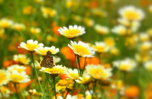 黄色い花にとまるアゲハ蝶