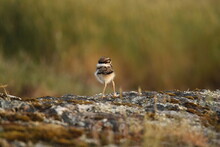 Rear View Of A Baby Killdeer Shorebird Standing On Rocky Ground