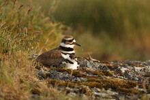 One Adult Killdeer Shorebird And A Baby In Rocky Grass