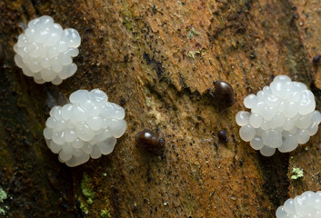 Poster - Globular springtails and fungi on decaying wood