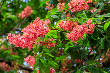 Canvas Print - Blooming red horse-chestnut (Aesculus carnea) at spring