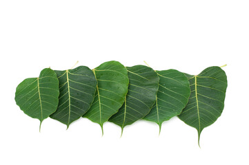 Wall Mural - Green Ficus religiosa leaf isolated on white background.