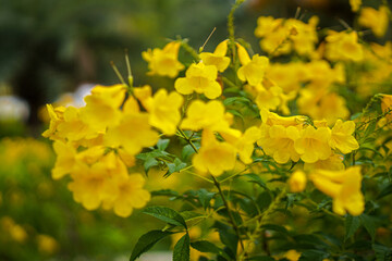 Wall Mural - yellow flowers in the garden