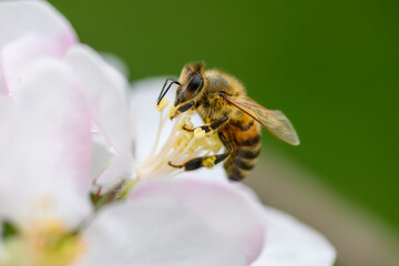 Wall Mural - Close Honey bee collecting pollen from apple tree blossom