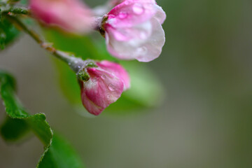 Poster - Flowers close up on an apple tree branch on a background of blurred garden after rain