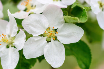 Wall Mural - Flowers close up on an apple tree branch on a background of blurred garden