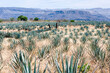 Blue Agave fields, used plant to make Tequila in Mexico