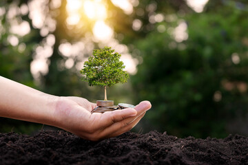 Wall Mural - Tree growing from coins in human hand and blurred natural green background, finance and money management concept for SME.