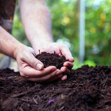Fototapeta Kawa jest smaczna - Soil in male hand close up view. Garden agriculture work, nature protect concept