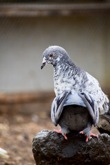 Sticker - A beautiful pigeon sitting to drink water.