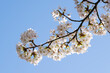 Blühender Kirschblütenzweig (Prunus)