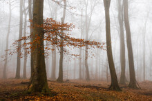Beech Forest On Foggy Autumn Day