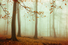 Beech Forest Shrouded In Thick Autumn Fog