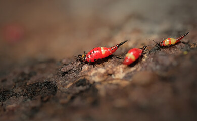 Wall Mural - thrips order thysanoptera