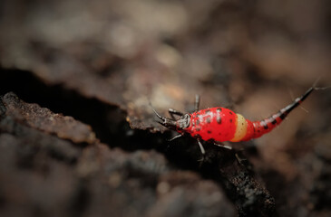 Wall Mural - thrips order thysanoptera