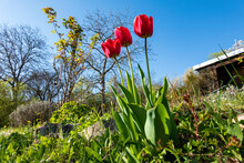 Red Tulips In Community Garden On Sunny Day