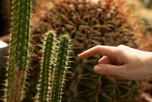 Finger Of Woman Touching Green Cactus