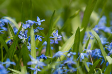 Blue Flower Blooming In Garden