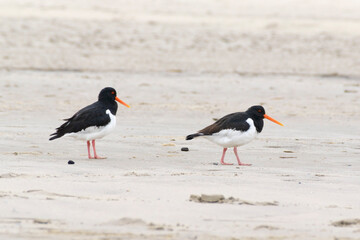 Zwei Austernfischer (Haematopus ostralegus) im Nationalpark Wattenmeer, Nordseeküste, Juist, Töwerland, Ostfriesische Insel, Ostfriesland, Niedersachsen, Deutschland, Europa