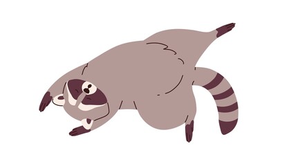 Poster - Cute lazy raccoon sleeping, relaxing. Sleepy racoon lying in funny pose. Amusing animal asleep. Lovely sweet character dreaming, lounging. Flat vector illustration isolated on white background