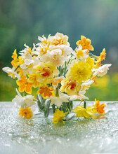 A Bouquet Of White, Yellow Multi-colored Daffodils In A Glass Vase On A White Table After Rain On A Natural Background