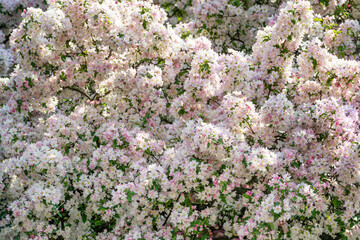 Poster - Apple tree flowers background