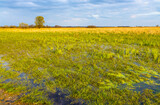 Fototapeta  - Panoramic view of Biebrza river wetlands and bird wildlife reserve during spring nesting period in Mscichy village near Radzilow in Podlaskie region of Poland
