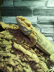 Wall Mural - Big lizard in the zoo.