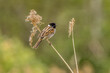 Reed bunting (Emberiza schoeniclus)