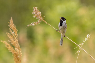 Wall Mural - Reed bunting (Emberiza schoeniclus)